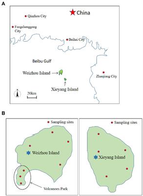 Actinobacteria Community and Their Antibacterial and Cytotoxic Activity on the Weizhou and Xieyang Volcanic Islands in the Beibu Gulf of China